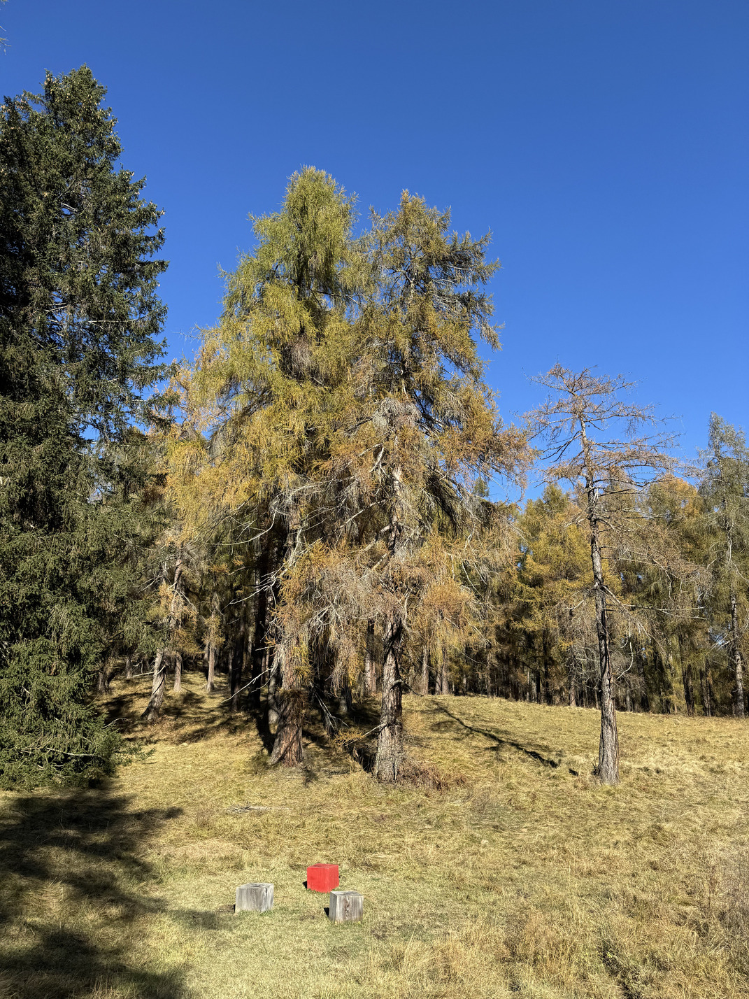 Il Bosco dei Silenzi Diversi - installazioni in autunno.
