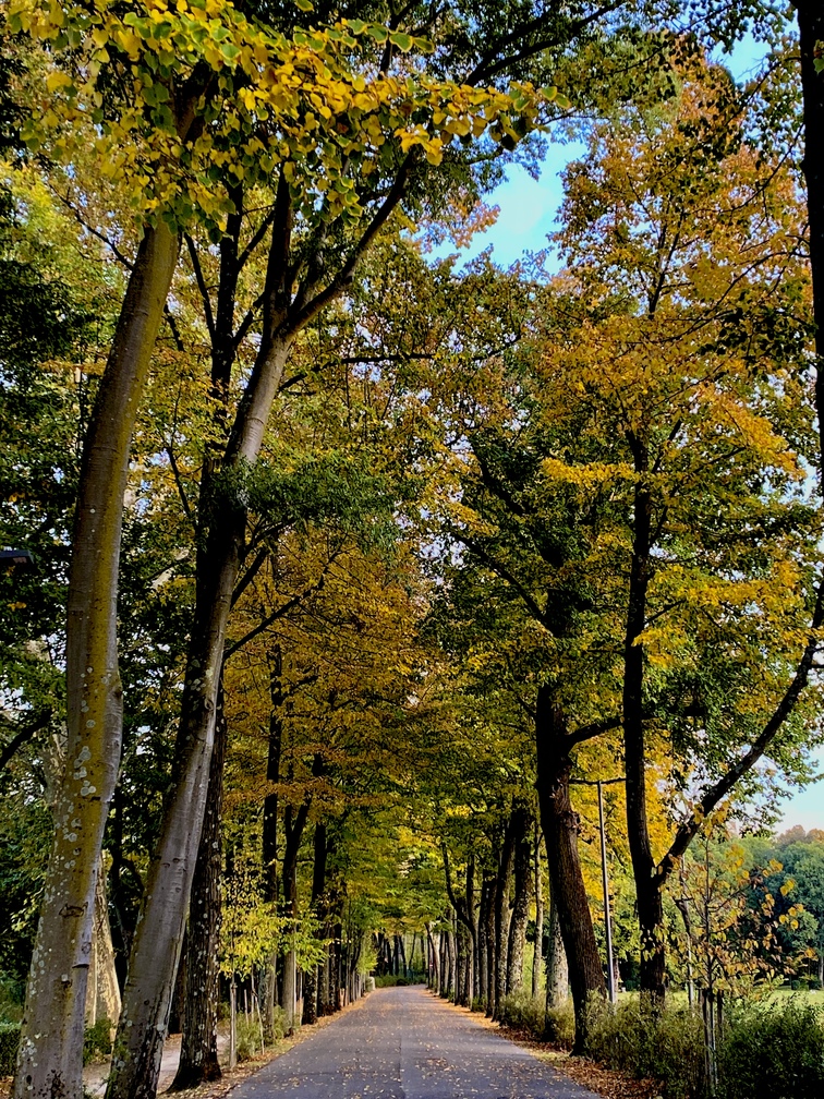 Parco delle Cascine - tigli.