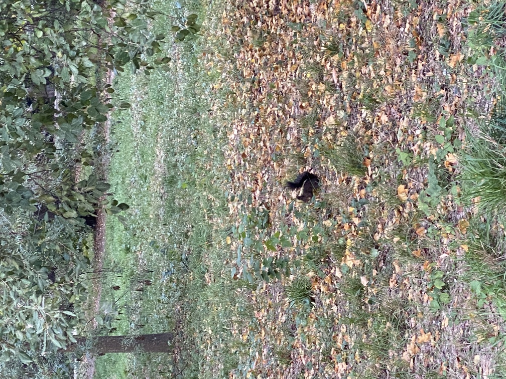 Parco delle Cascine - scoiattolo.