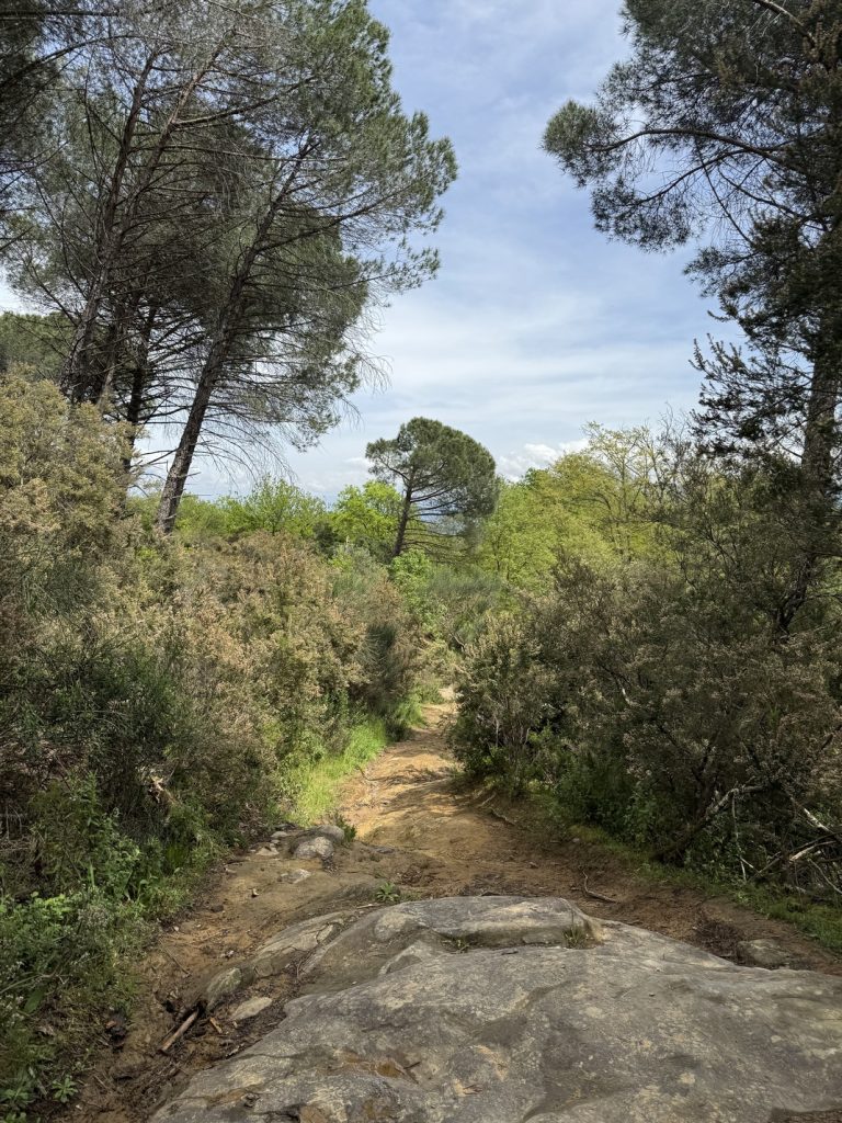 Poggio Valicaia - sentiero n. 736b verso il Lago di San Zanobi.