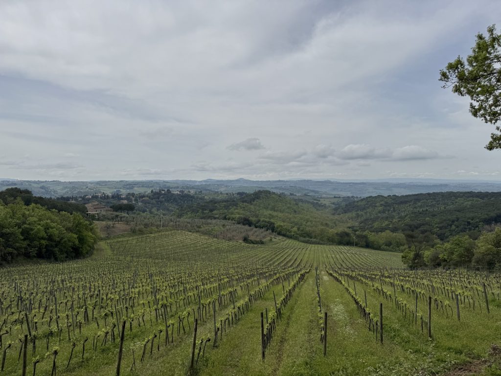 Poggio Valicaia - vigneto e panorama sulla frazione di Romola.