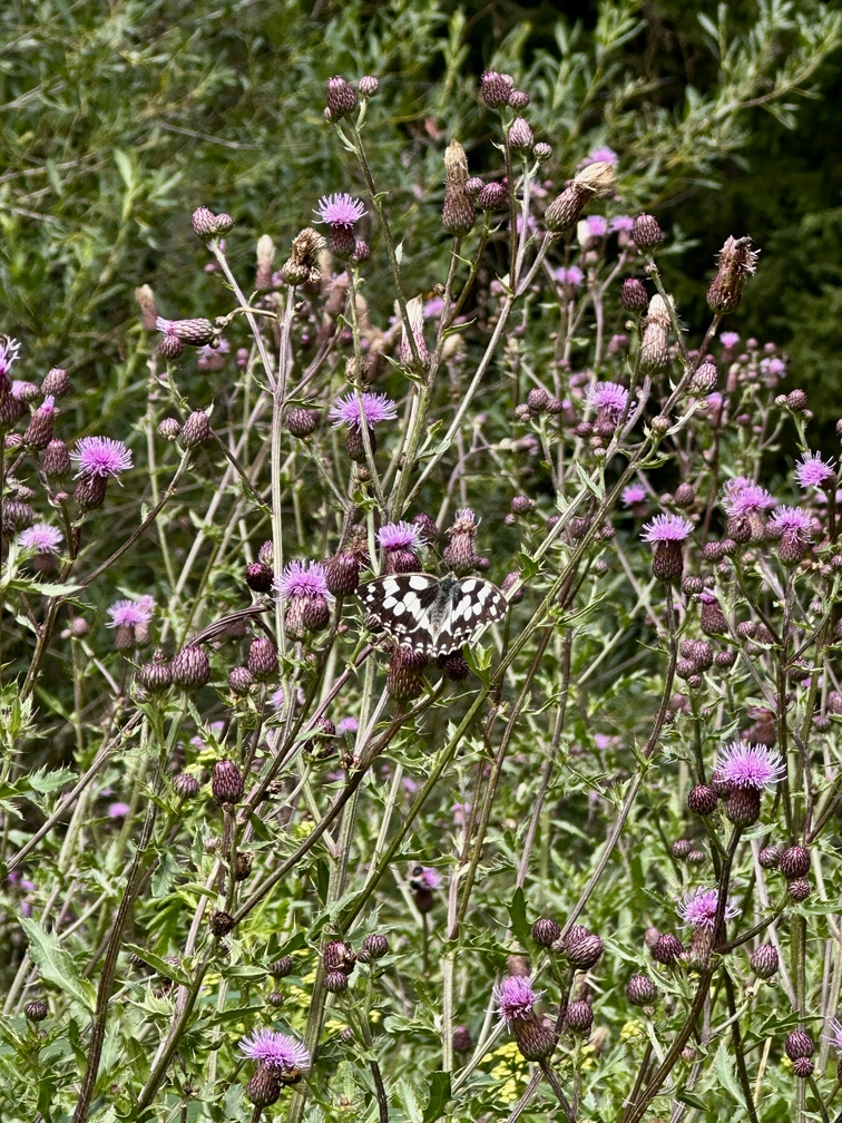 Escursione nel bosco di Zanolin - cardi in fiore e farfalle al laghetto lungo il sentiero n. 4 Busa Prima.