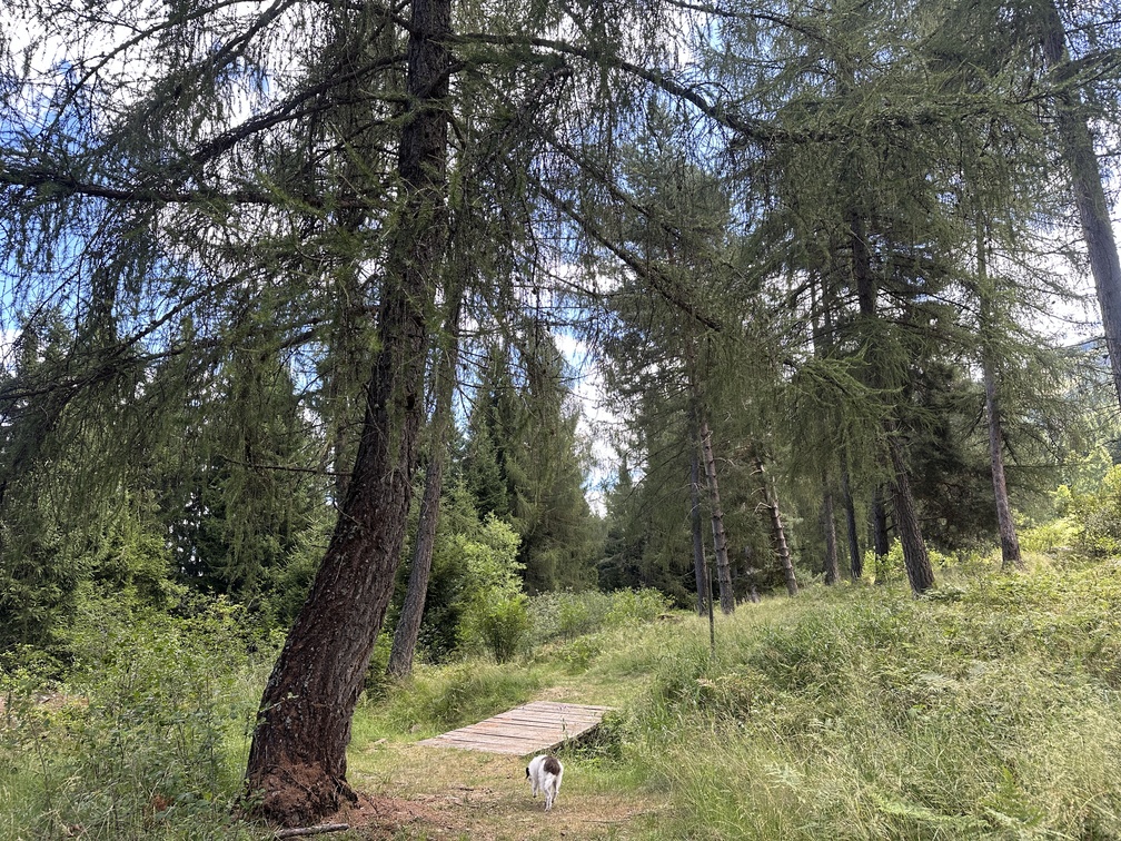 Escursione nel bosco di Zanolin - ponticello lungo il sentiero n. 4 Busa Prima.