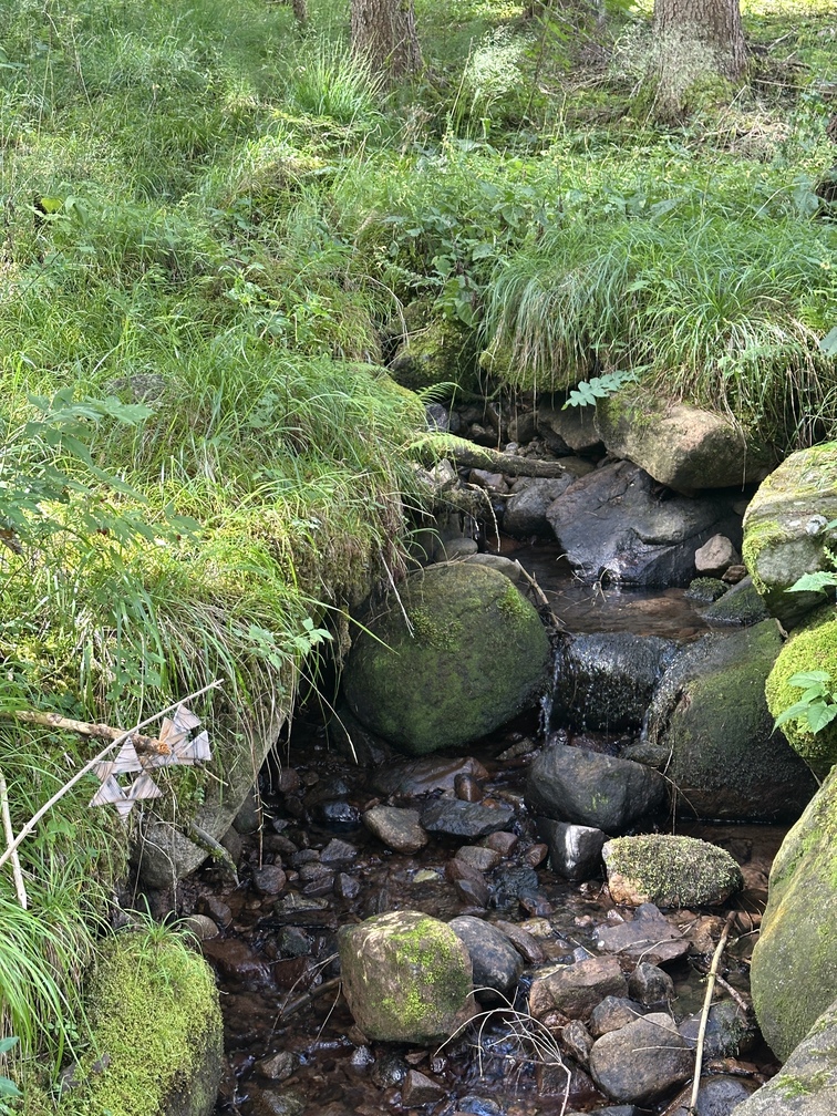 Escursione nel bosco di Zanolin - torrente lungo il sentiero dei Presepi nel bosco.