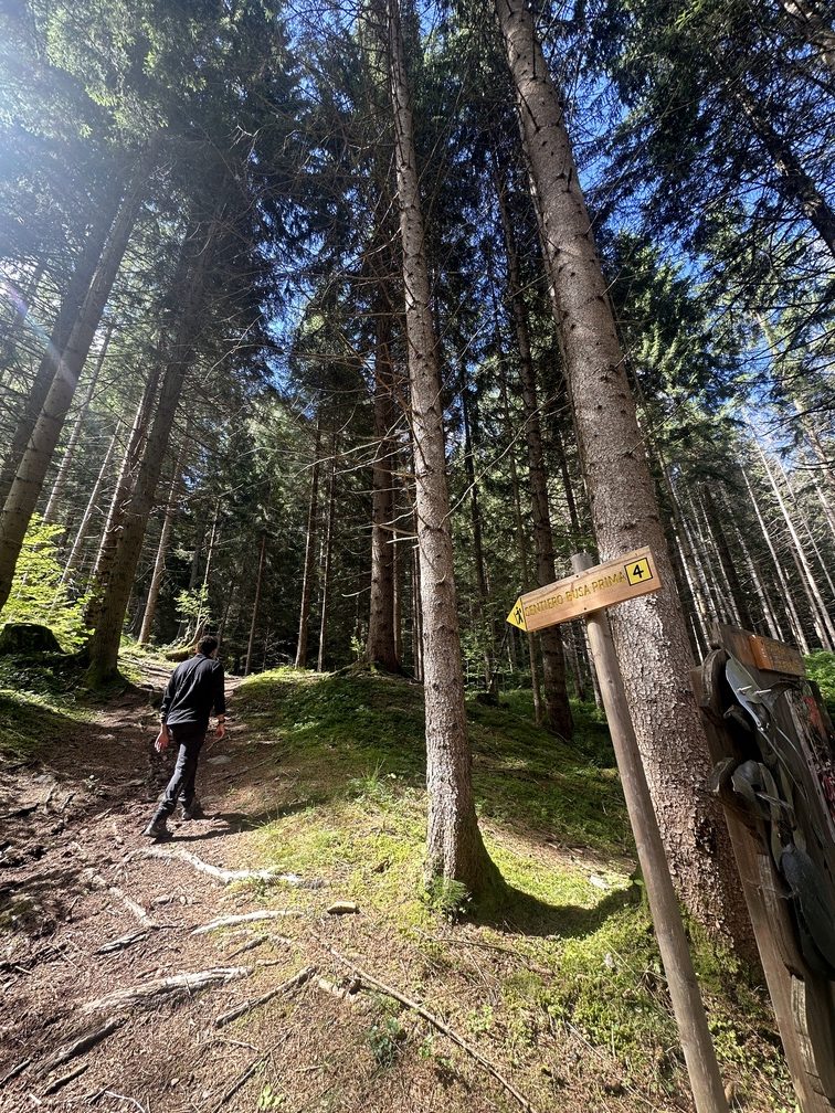 Escursione nel bosco di Zanolin - salita nel bosco lungo il sentiero n. 4 Busa Prima.