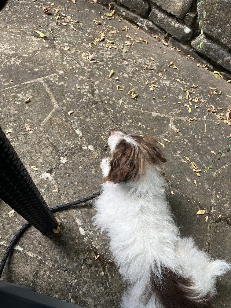 San Benedetto Val di Sambro – Il Molino Giovannino, Frida.