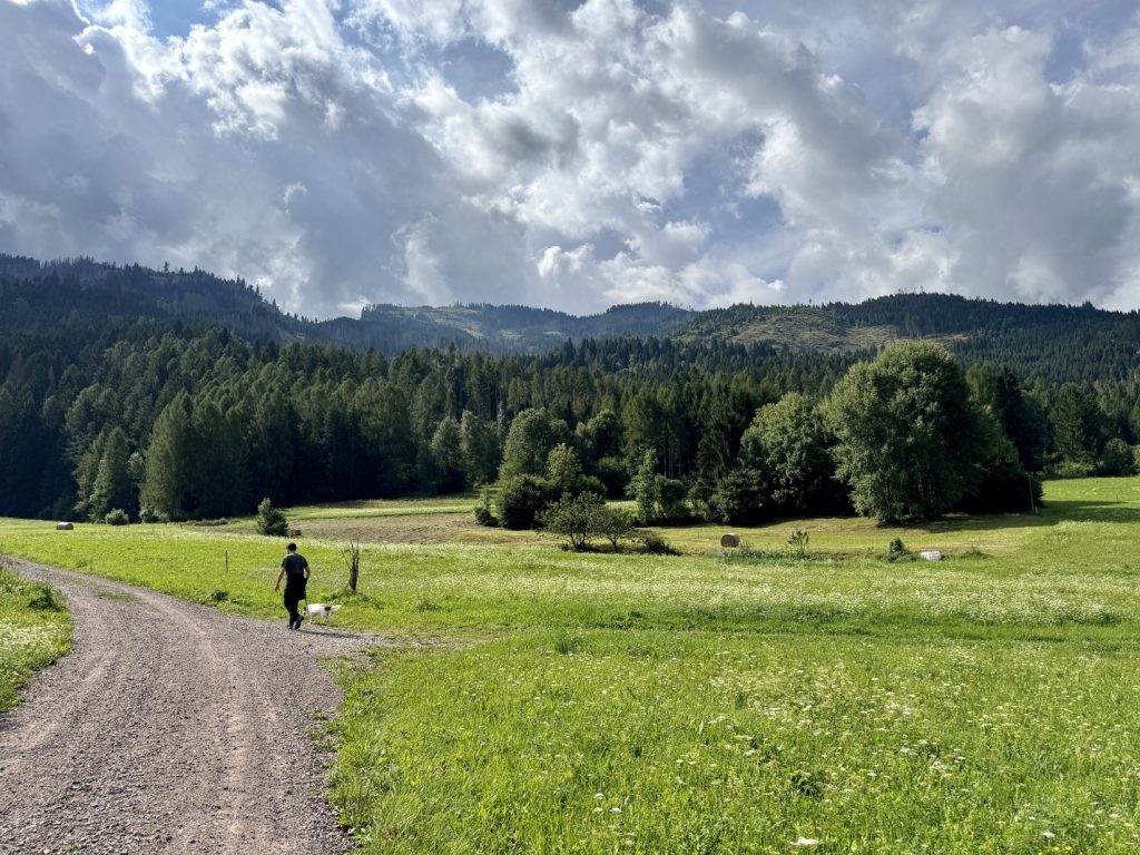 Escursione da Zanolin a Belvedere - strada forestale tra i prati, verso la catena del Lagorai.