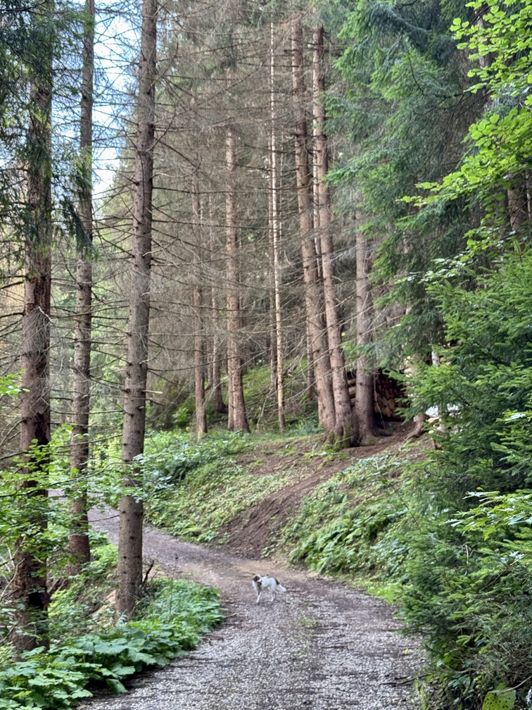 Escursione da Zanolin a Belvedere - strada forestale Mas del Comune.