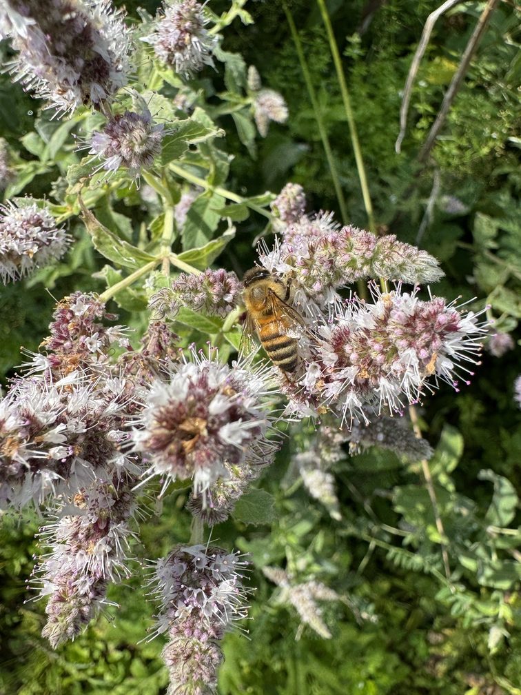 Escursione da Zanolin a Belvedere - ape sulla menta in fiore.