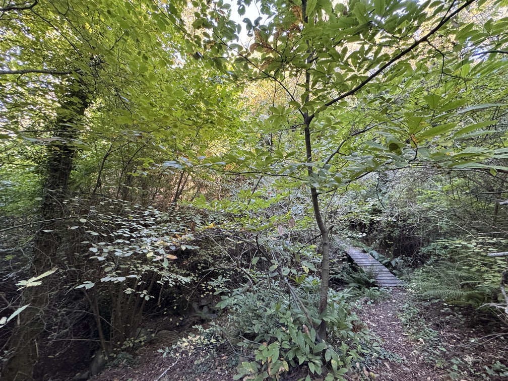 Escursione al Parco di Fonte Santa - ponte sul Fosso del Poggio di Firenze.