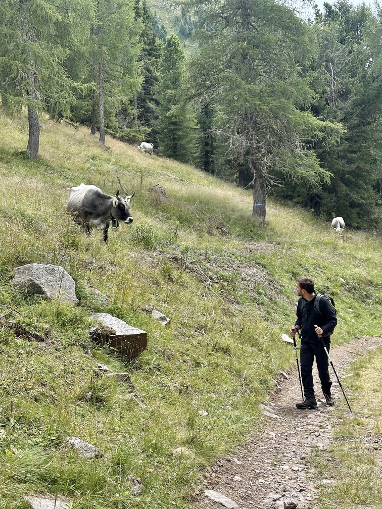 Valfloriana - pascolo delle vacche nel bosco, lungo il sentiero che da Malga Sass conduce ai Prati fioriti.