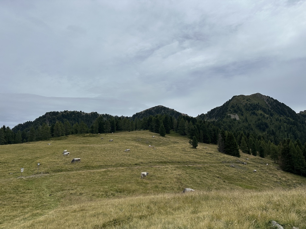 Valfloriana - Prati fioriti (Pradi de la Fior), con veduta sul Cimon del Tres.
