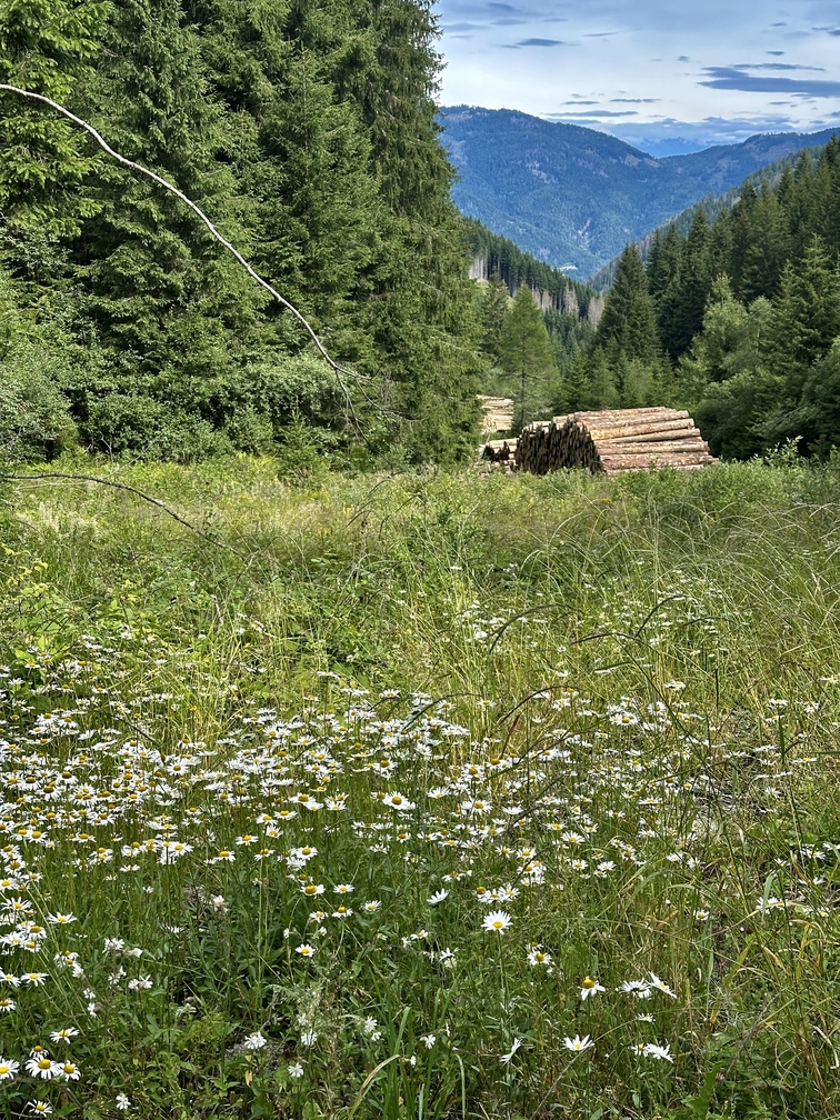 Valfloriana - fiori di camomilla e cataste di legna.