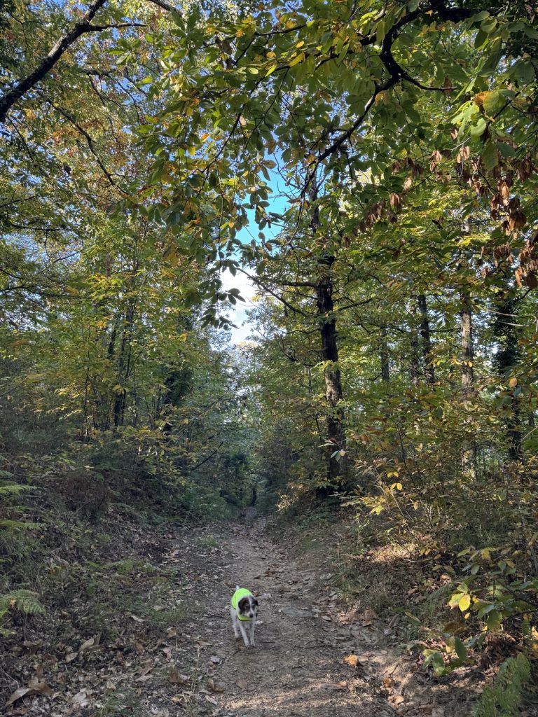 Escursione al Parco di Fonte Santa - sentiero tra i castagni.