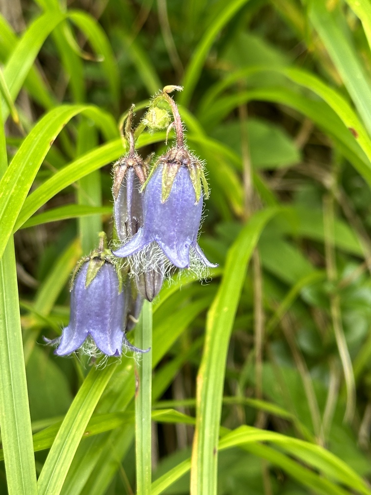 Valfloriana - Campanula Barbata.