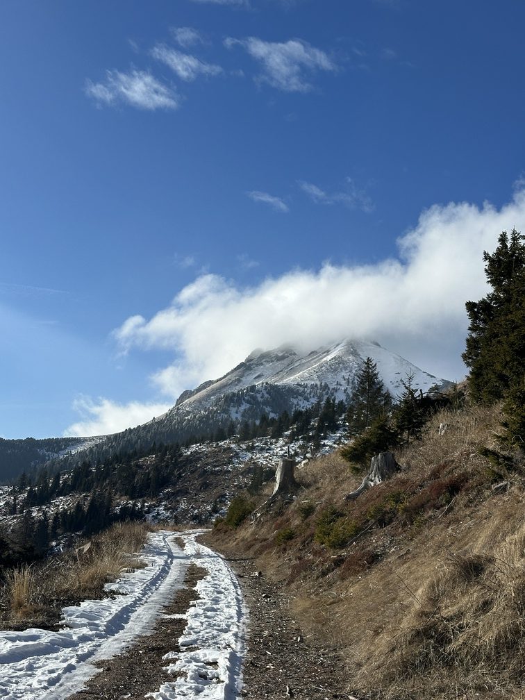 Sentiero da Malga Varena a Malga Le Val - strada forestale Le Val con veduta su Corno Nero.