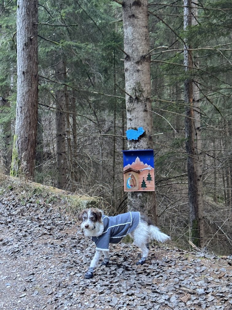 Presepi nel Bosco di Zanolin - Frida lungo il percorso.
