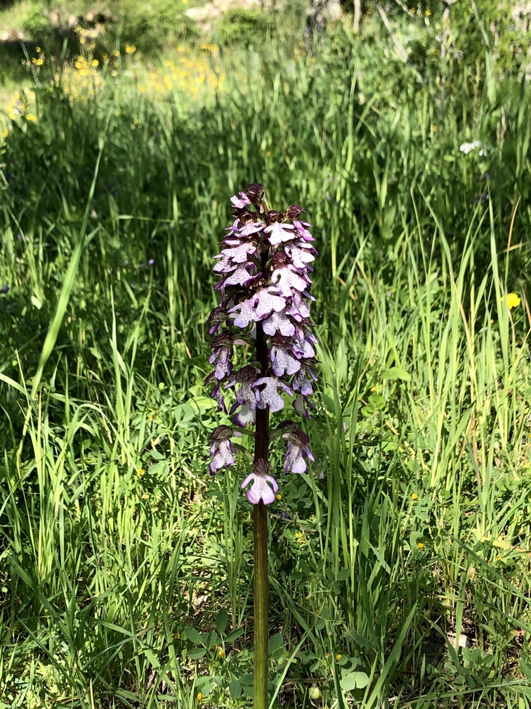 Cercina - Orchidea Maggiore.