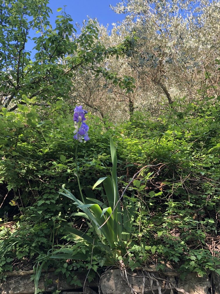 Cercina - Iris.