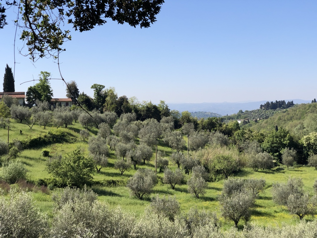 Cercina - veduta su campi di olivi e sul Centro Civico.