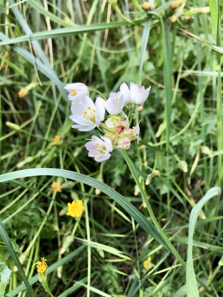 Cercina - aglio roseo.