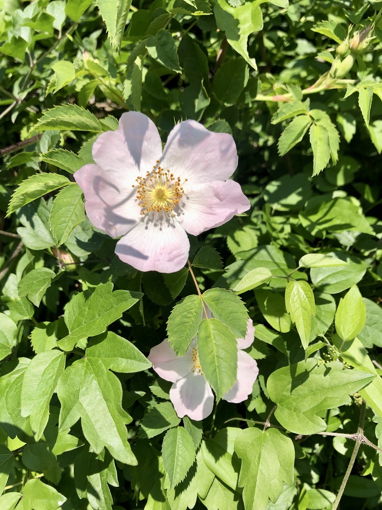 Cercina - rosa canina.