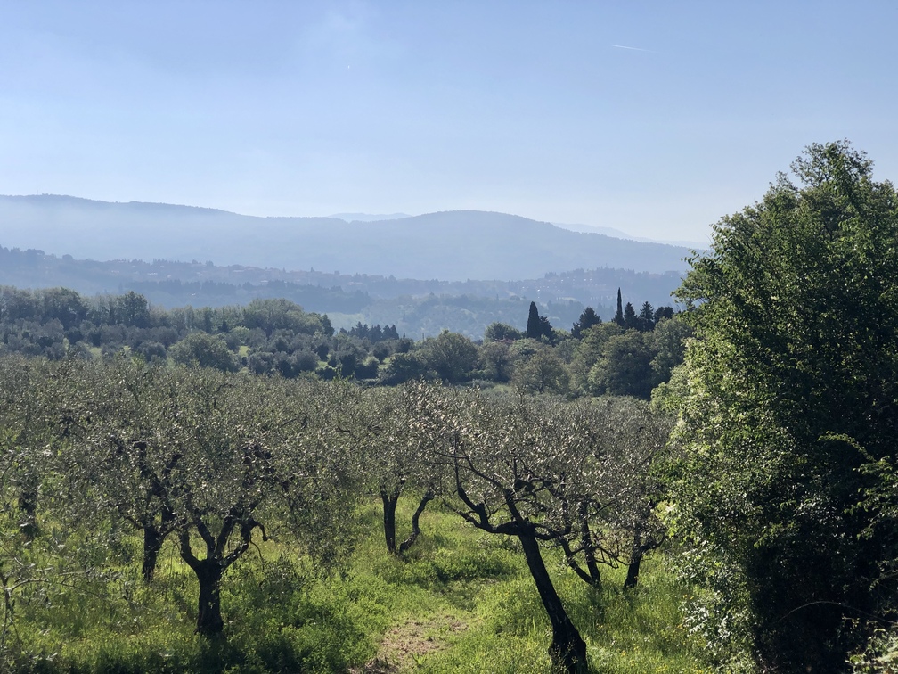 Cercina - campi di olivi e montagne.