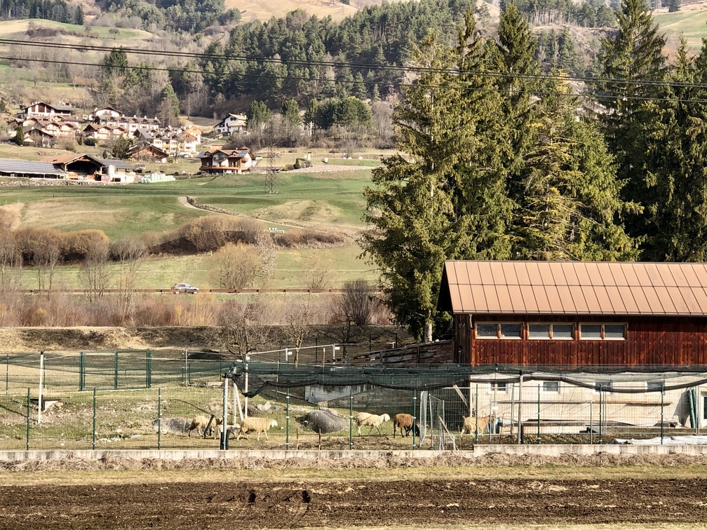 Masi di Cavalese - allevamento di pecore.