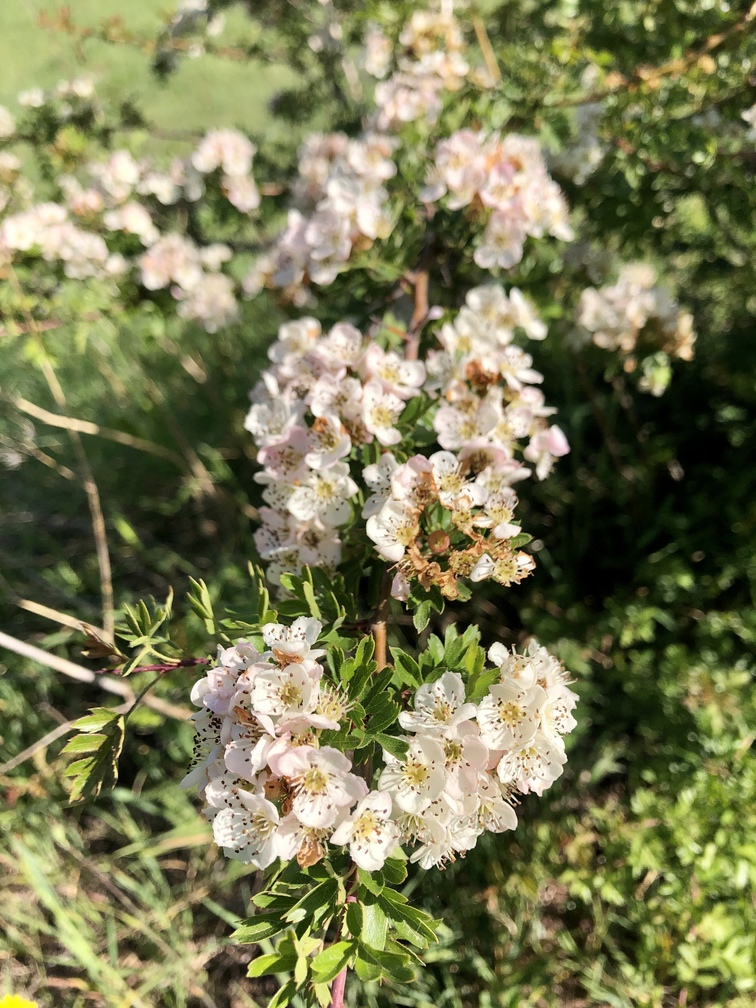 Cercina - biancospino lazzerolo.