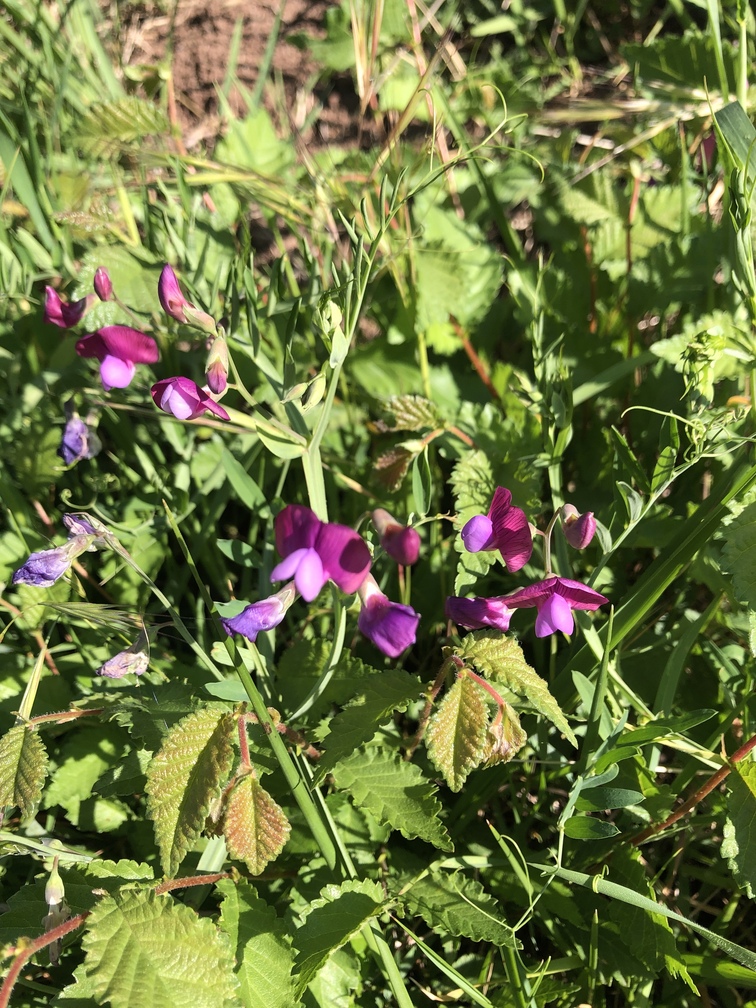 Cercina - cicerchia porporina.