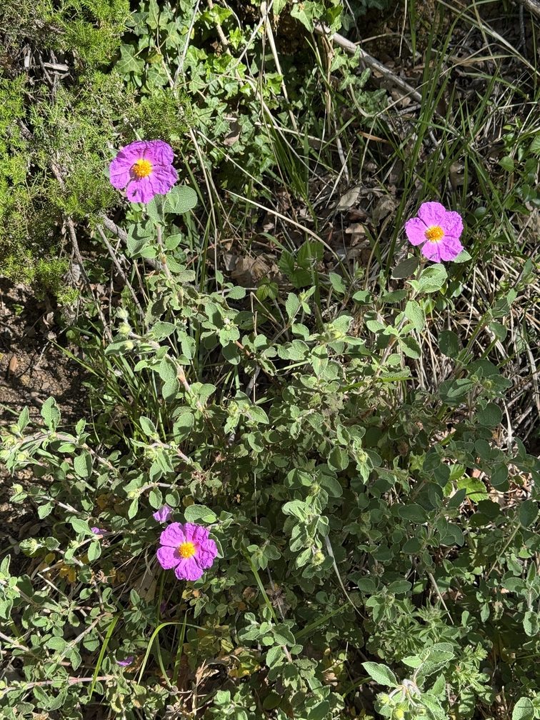 Riserva Naturale di Castelvecchio - cisto in fiore.