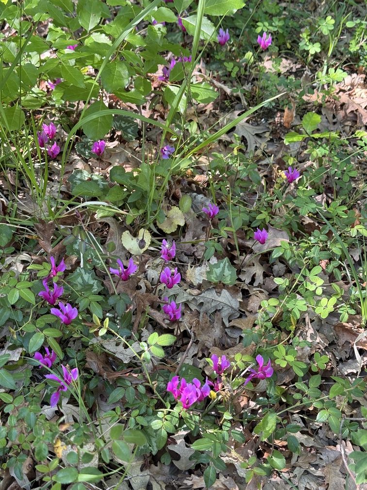Riserva Naturale di Castelvecchio - ciclamini selvatici.