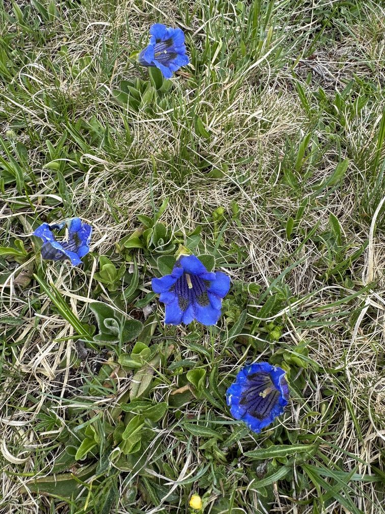 Prati Fioriti - Genziana di Koch.