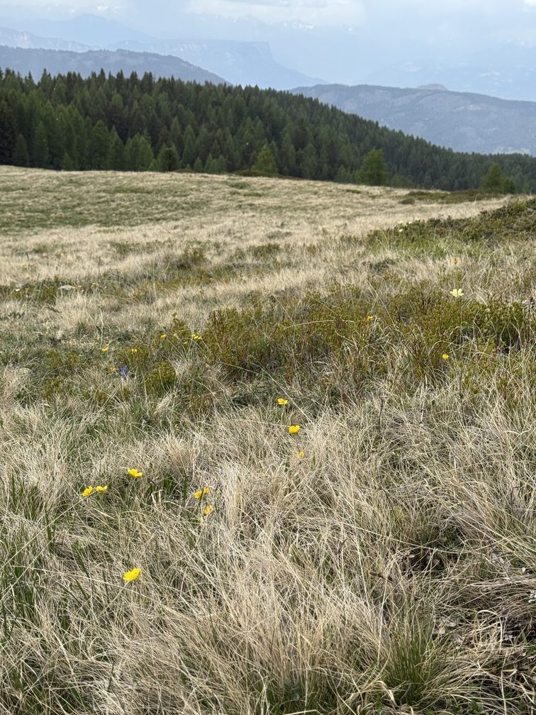 Prati Fioriti - Cinquefoglia Fior d'Oro.