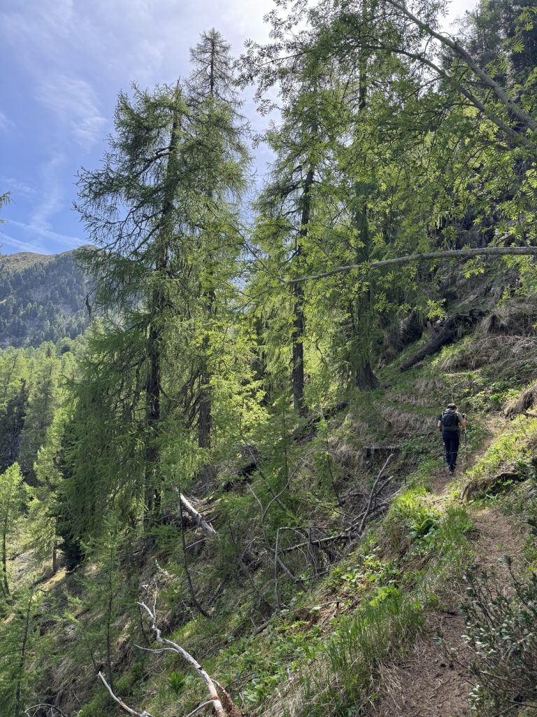 Sentiero in salita verso Pala della Madonna.