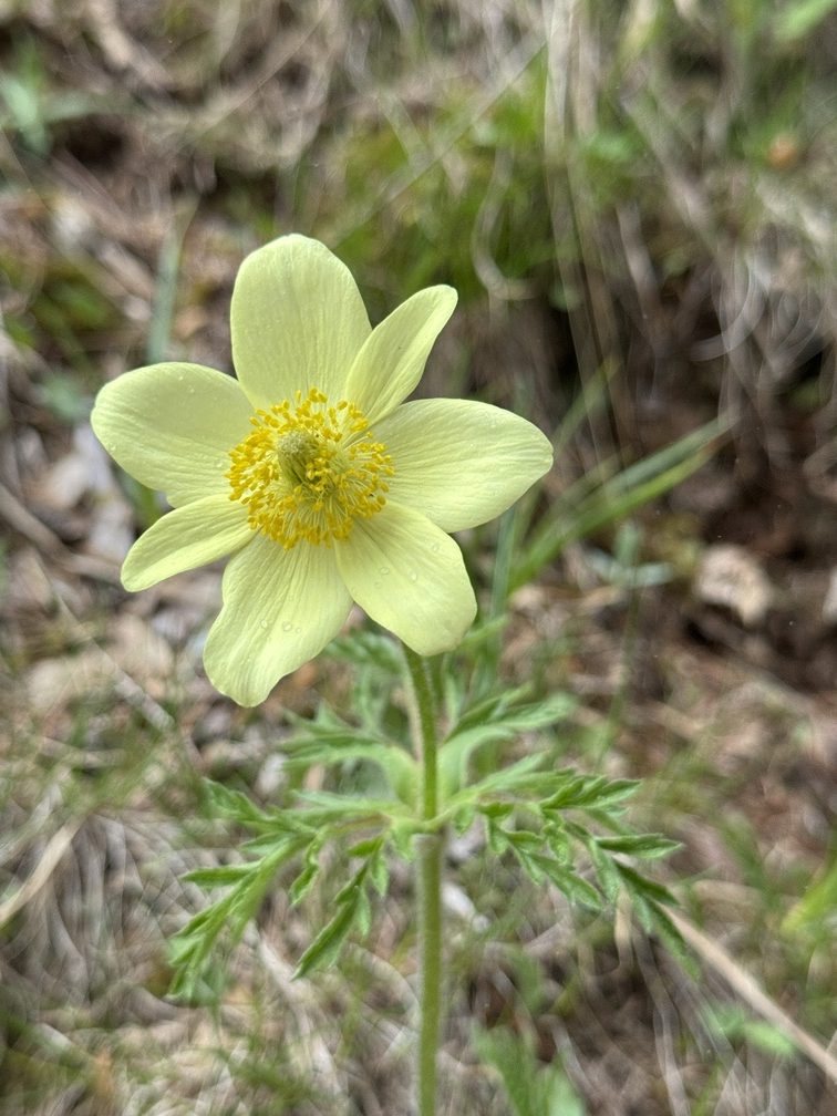 Prati Fioriti - Pulsatilla Alpina.
