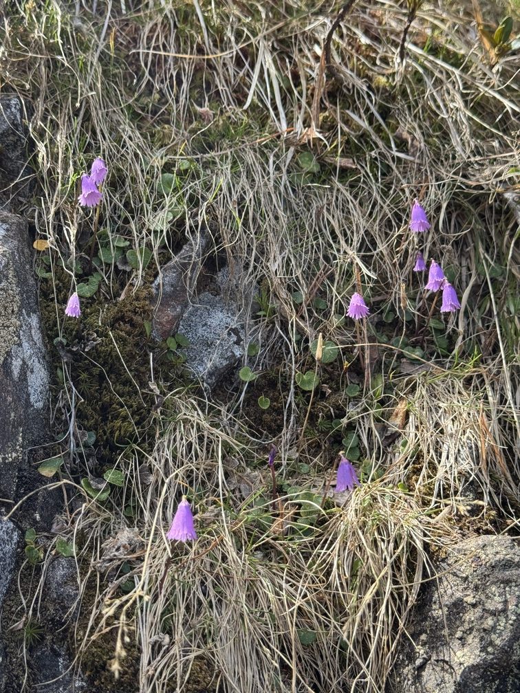 Sentiero in salita verso Pala della Madonna - Soldanella Comune.