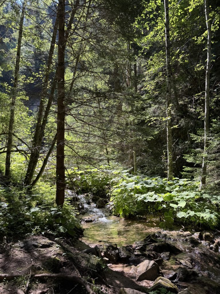 Sentiero delle Cascatelle - tratto lungo il Rio Calvello.