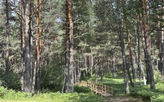 Biotopo del Brozin - passerella sulla torbiera.
