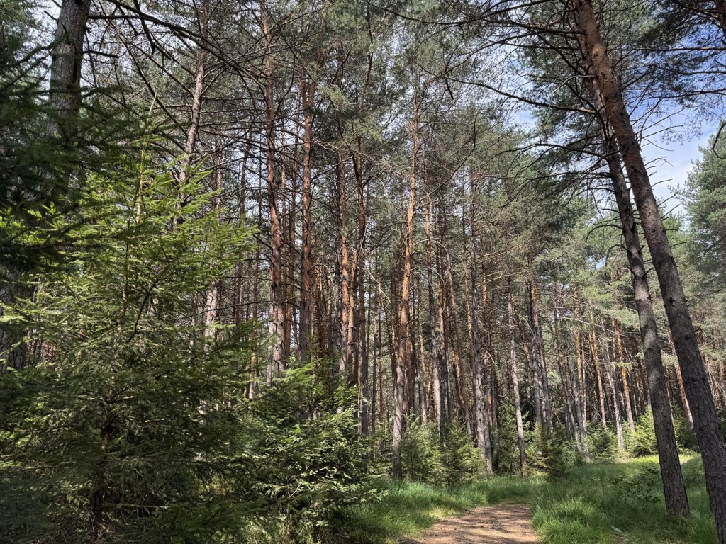 Biotopo del Brozin - bosco vicino alla torbiera.