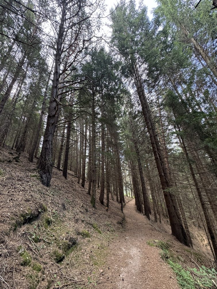 Biotopo del Brozin - bosco del Dosso Brozin.