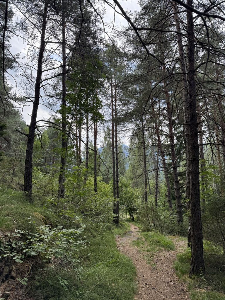 Biotopo del Brozin - bosco del Dosso Brozin.