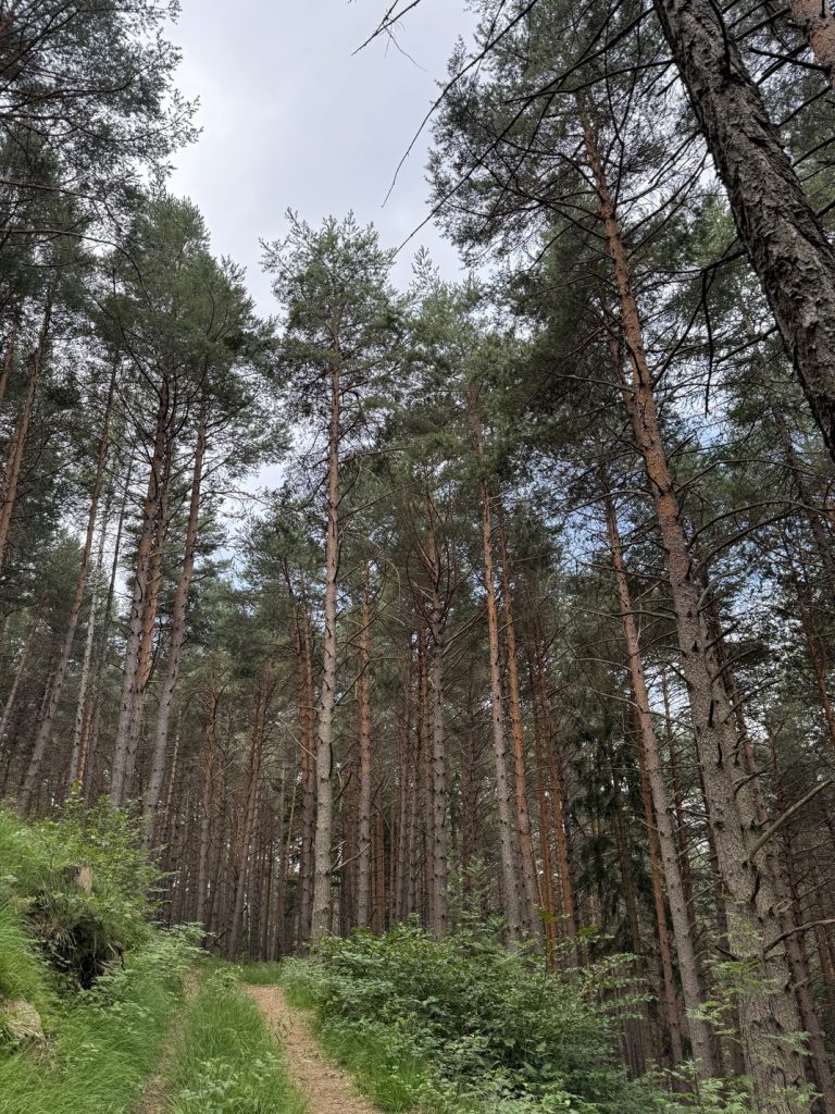 Biotopo del Brozin - bosco di pini silvestri.
