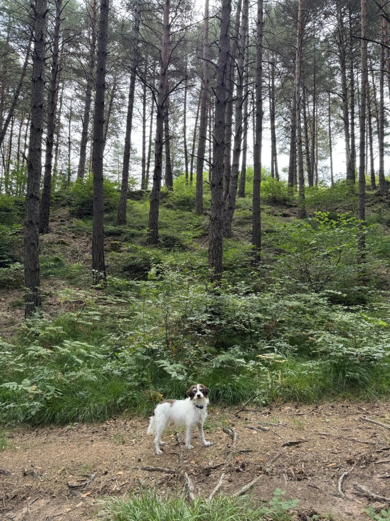Biotopo del Brozin - Frida nel bosco.