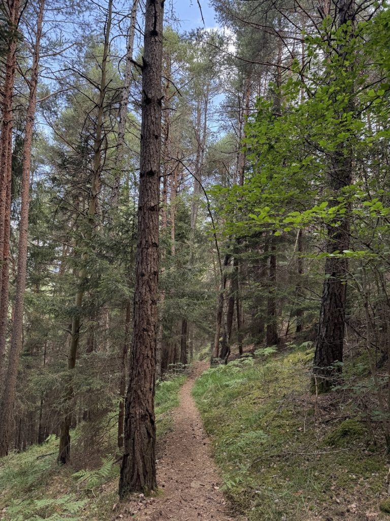 Biotopo del Brozin - sentiero in discesa nel bosco di pini silvestri.