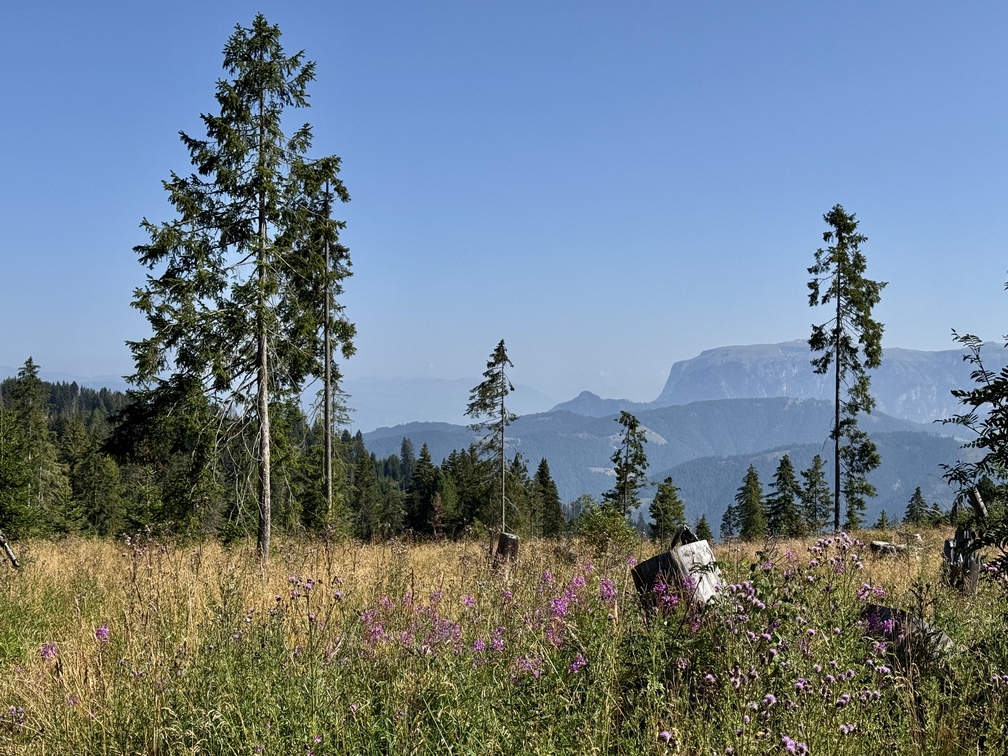 Sentiero n. 9 a Lavazè - panorama su Catinaccio e oltre.