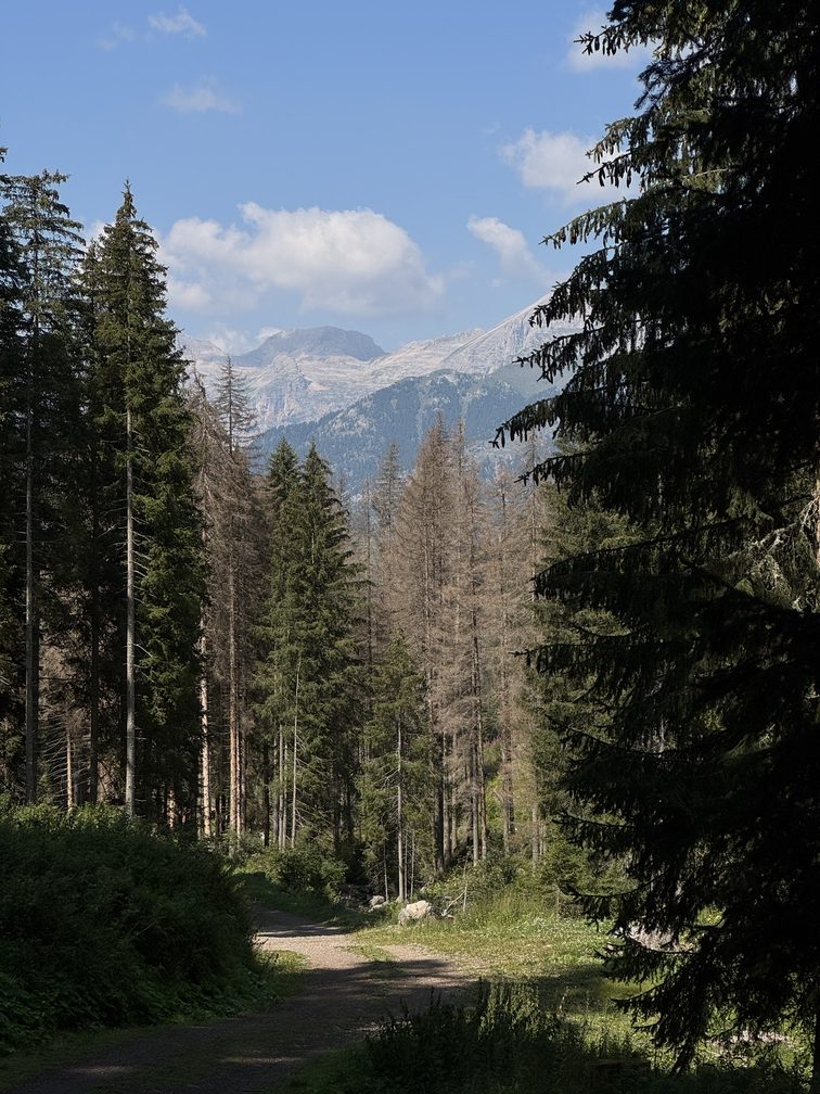 Fango - Campo trincerato A - veduta del Latemar dalla strada forestale.