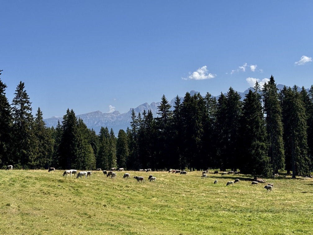 Malga Costa - pascolo.