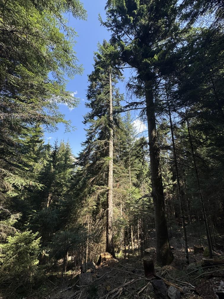 Strada Forestale Avezi - boschetto di abeti bianchi.