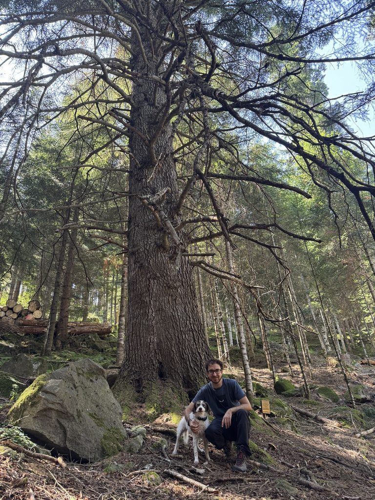 Albero monumentale "Il maestro degli Avezi" - Lorenzo e Frida.
